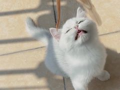 -lincat·猫舍(广州店)