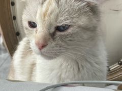 -猫小院猫主题餐厅(南锣旗舰店)