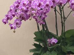 -龙大花卉苗木市场