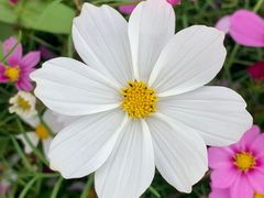 -香蜜公园