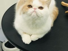 -momokira米努特·德文卷毛猫·棉花面纱犬