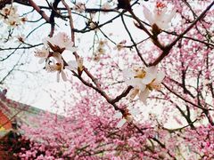 -桃花堤公园
