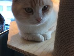 -遇见羊驼·奶狗咖·布偶猫咖·法斗柯基柴犬阿拉斯加(春熙路太古里IFS店)