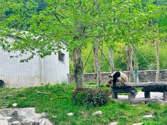 -卧龙中华大熊猫苑神树坪基地