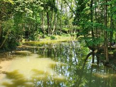 -桤木河湿地公园