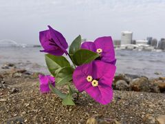 -五缘湾湿地公园