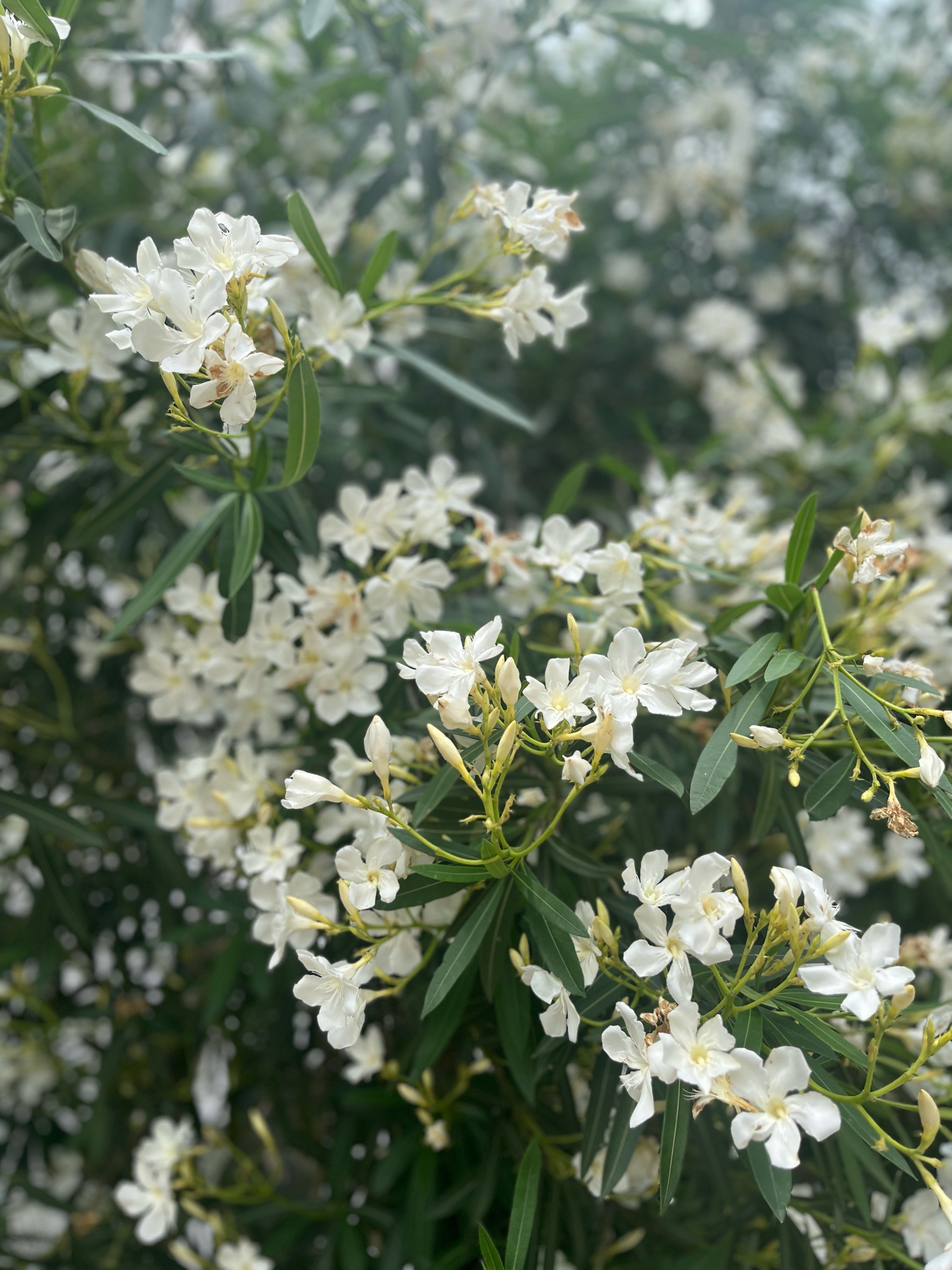 白色夹竹桃花图片