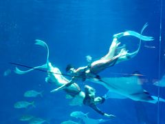 -烟台海昌鲸鲨海洋公园