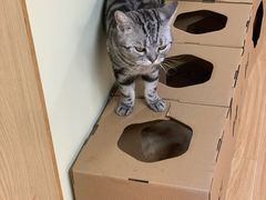 -猫和宫(六道口店)
