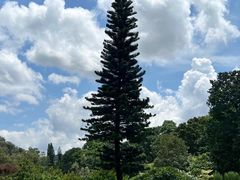 -深圳仙湖植物园