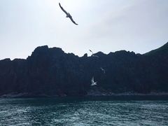 -长岛万鸟岛