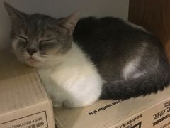 -猫色咖啡·猫咖