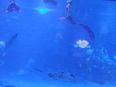 -烟台海昌鲸鲨海洋公园