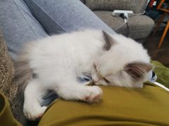 -momokira米努特·德文卷毛猫·棉花面纱犬