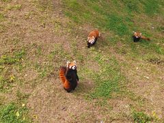 -石家庄市动物园