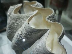 android_upload_pic-青岛贝壳博物馆