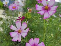 -春花秋色城市公园