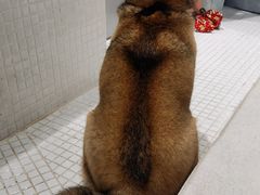 -柴务处·柴犬主题狗咖