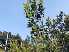 -树山生态村
