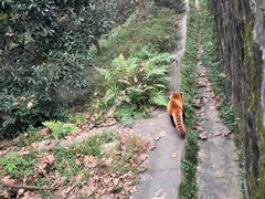 -都江堰中华大熊猫苑