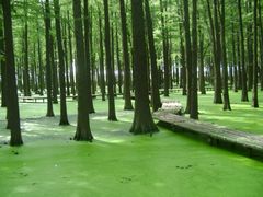 -溱湖国家湿地公园