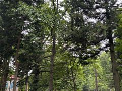 -庐山风景区花径公园