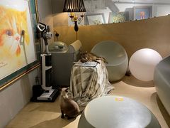 -more than meow吴止猫主题餐厅(承德 中船汇店)