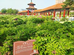 -曹州百花园