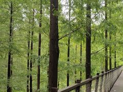 -黄海国家森林公园