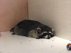 -浣熊柯尔鸭土拨鼠·电玩咖