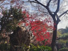 -秋霞圃