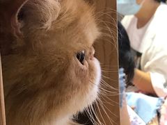 -Heymao猫咖.咖啡厅(东门店)
