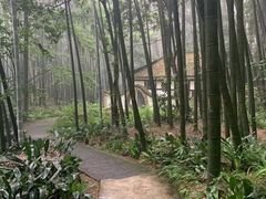 -缙云山景区