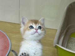 -青奢宠物·青奢猫舍