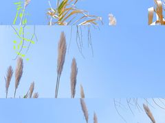 -漕湖湿地公园