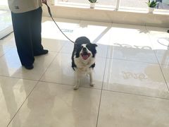 -北京观赏动物医院·24小时大型综合·猫专科·异宠专科