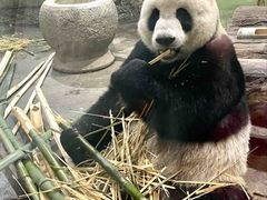 -柳州市动物园