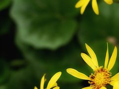 -上海滴水湖皇冠假日酒店