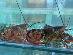 -雅逸居海鲜小厨