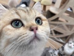 -有喵·猫咖·狗咖·30几只猫10只小狗(岗厦店)