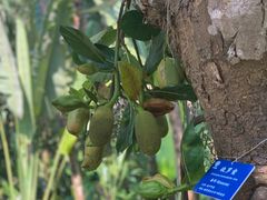 -中国科学院西双版纳热带植物园