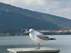 -海埂大坝