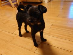 -熊小胖宠物生活馆(天华园店)