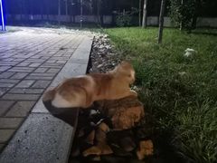 -全心全意连锁动物医院(加州店)