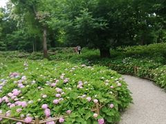 -上海共青森林公园