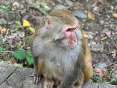 -黔灵山公园