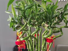 -田凤波推拿.按摩养生(幸福店)