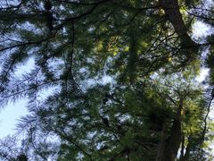 -上海共青森林公园