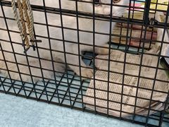 -萌兽医馆·犬猫专科·眼科中心·宠物医院(朝阳门分院)