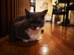 -猫友咖啡店(玉林西路店)